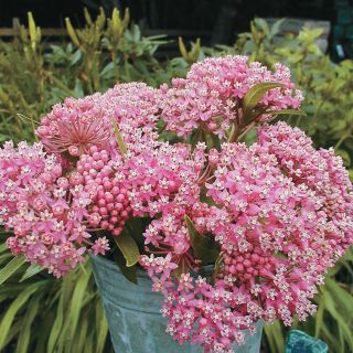 Carmine Rose Milkweed Thumbnail